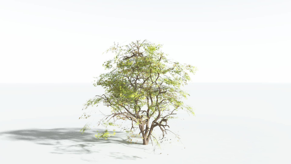 EVERYPlant Japanese Maple 4 --18 Models--
