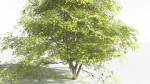 EVERYPlant Japanese Maple 4 --18 Models--