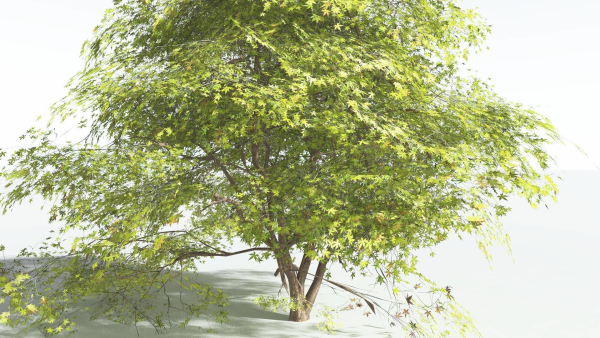 EVERYPlant Japanese Maple 4 --18 Models--