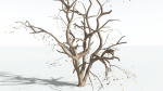 EVERYPlant Japanese Maple 4 --18 Models--