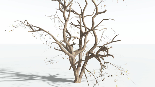 EVERYPlant Japanese Maple 4 --18 Models--