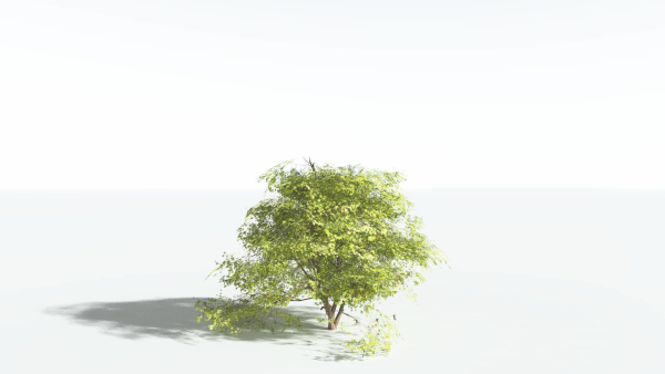 EVERYPlant Japanese Maple 4 --18 Models--