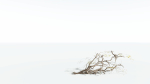 EVERYPlant Japanese Maple 4 --18 Models--