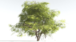 EVERYPlant Japanese Maple 4 --18 Models--