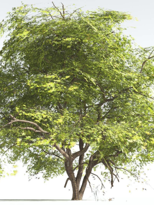 EVERYPlant Japanese Maple 4 --18 Models--