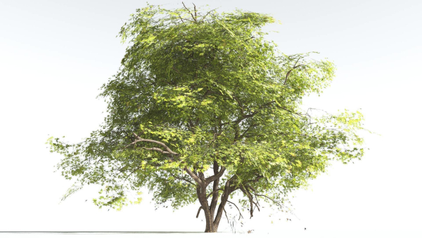 EVERYPlant Japanese Maple 4 --18 Models--