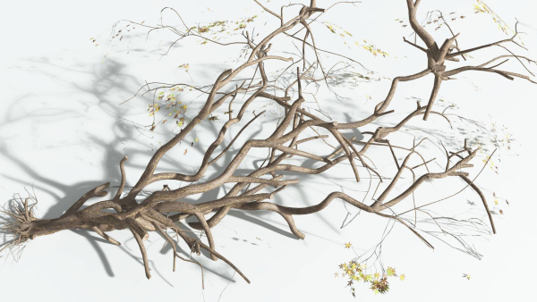 EVERYPlant Japanese Maple 4 --18 Models--
