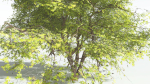 EVERYPlant Japanese Maple 4 --18 Models--