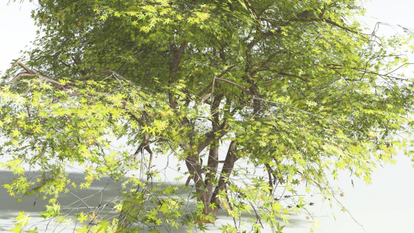 EVERYPlant Japanese Maple 4 --18 Models--
