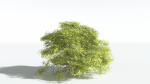 EVERYPlant Japanese Maple 4 --18 Models--