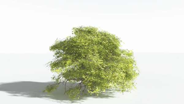 EVERYPlant Japanese Maple 4 --18 Models--