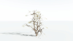 EVERYPlant Japanese Maple 4 --18 Models--
