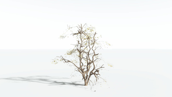 EVERYPlant Japanese Maple 4 --18 Models--