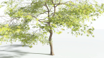 EVERYPlant Japanese Maple 4 --18 Models--