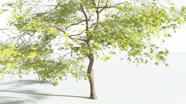 EVERYPlant Japanese Maple 4 --18 Models--