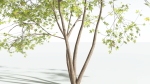EVERYPlant Japanese Maple 4 --18 Models--