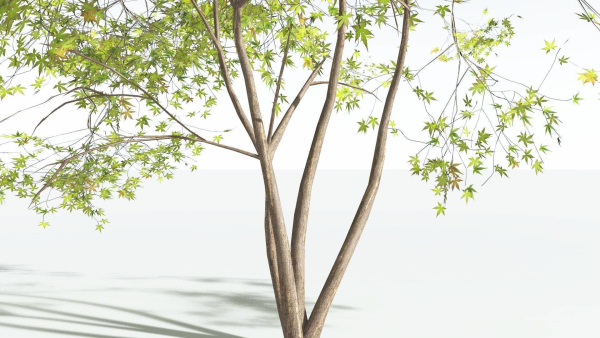 EVERYPlant Japanese Maple 4 --18 Models--