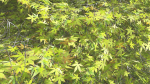 EVERYPlant Japanese Maple LowPoly 2 --18 Models--