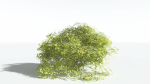EVERYPlant Japanese Maple LowPoly 2 --18 Models--