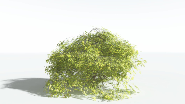 EVERYPlant Japanese Maple LowPoly 2 --18 Models--