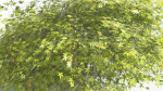 EVERYPlant Japanese Maple LowPoly 2 --18 Models--