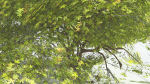 EVERYPlant Japanese Maple LowPoly 2 --18 Models--