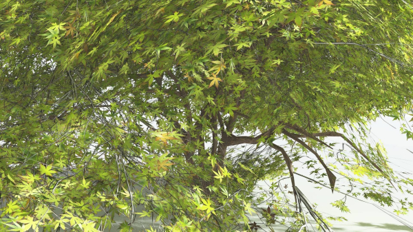 EVERYPlant Japanese Maple LowPoly 2 --18 Models--