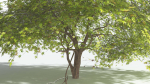 EVERYPlant Japanese Maple LowPoly 2 --18 Models--