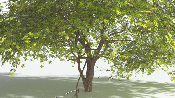EVERYPlant Japanese Maple LowPoly 2 --18 Models--