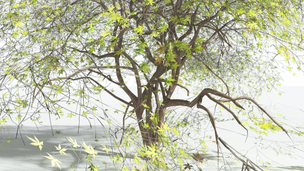 EVERYPlant Japanese Maple LowPoly 2 --18 Models--