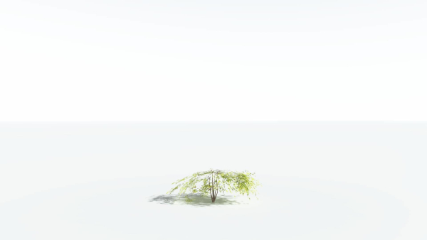 EVERYPlant Japanese Maple LowPoly 2 --18 Models--