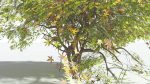 EVERYPlant Japanese Maple LowPoly 2 --18 Models--