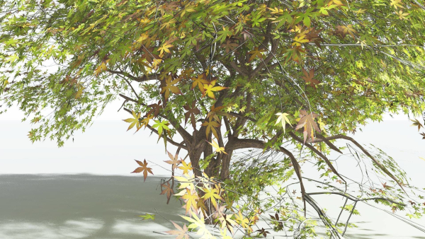 EVERYPlant Japanese Maple LowPoly 2 --18 Models--