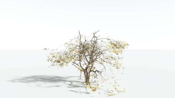 EVERYPlant Japanese Maple LowPoly 2 --18 Models--