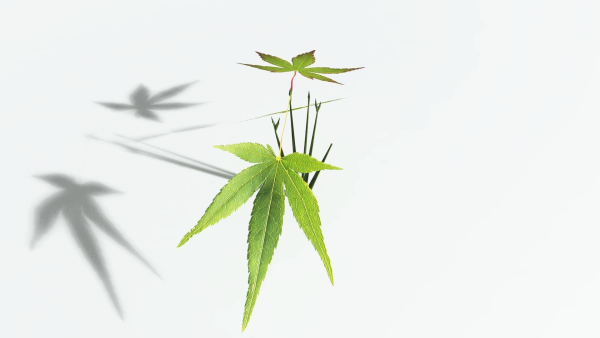 EVERYPlant Japanese Maple LowPoly 2 --18 Models--