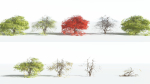 EVERYPlant Japanese Maple LowPoly 2 --18 Models--