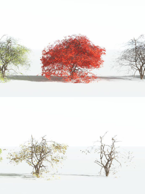 everyplant-japanese-maple-lowpoly-2-18-models-3d-model-500b91f0e6