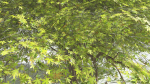 EVERYPlant Japanese Maple LowPoly 2 --18 Models--