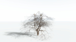 EVERYPlant Japanese Maple LowPoly 2 --18 Models--