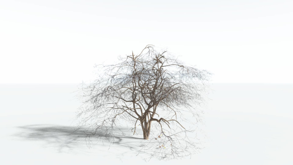 EVERYPlant Japanese Maple LowPoly 2 --18 Models--