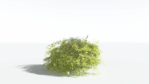 EVERYPlant Japanese Maple LowPoly 2 --18 Models--