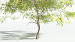 EVERYPlant Japanese Maple LowPoly 2 --18 Models--