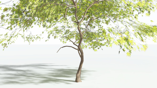 EVERYPlant Japanese Maple LowPoly 2 --18 Models--