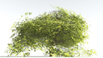 EVERYPlant Japanese Maple LowPoly 2 --18 Models--