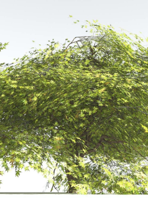 EVERYPlant Japanese Maple LowPoly 2 --18 Models--