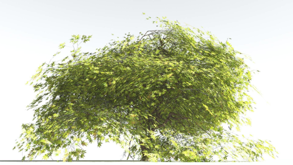 EVERYPlant Japanese Maple LowPoly 2 --18 Models--