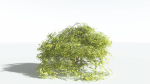 EVERYPlant Japanese Maple LowPoly 2 --18 Models--