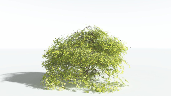 EVERYPlant Japanese Maple LowPoly 2 --18 Models--
