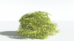 EVERYPlant Japanese Maple LowPoly 2 --18 Models--