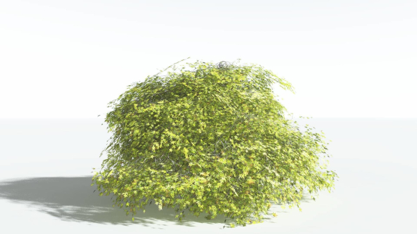 EVERYPlant Japanese Maple LowPoly 2 --18 Models--